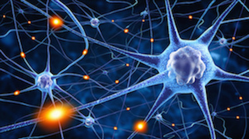 neurons