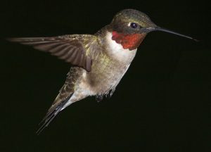 Ruby-throated Hummingbird