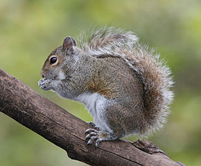 a squirrel on a branch