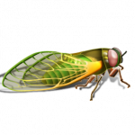 Cicada