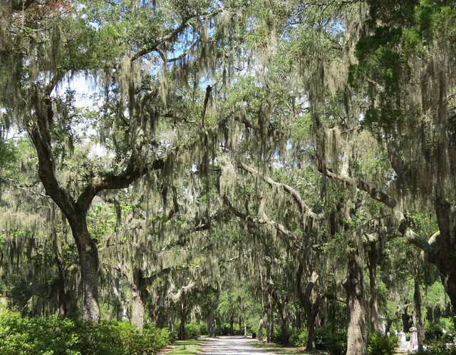 Oak Trees at Bonaventure Cemetery in Savannah