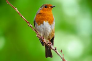 bird-public-domain-pictures-net