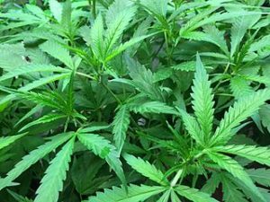 marijuana_plant_03