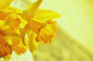 daffodils