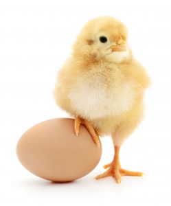 chick and egg