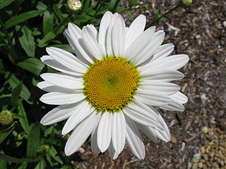 a Shasta daisy