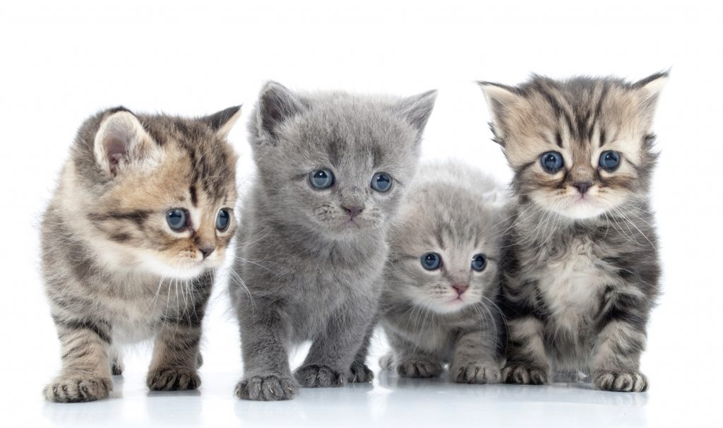 four kittens