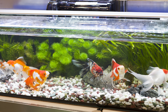 A fish tank