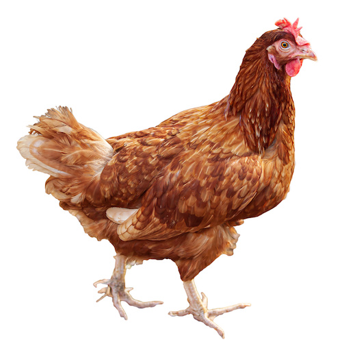 A brown hen isolated on white background.