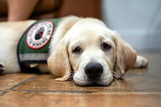 A therapy dog