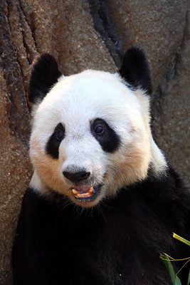 Ya Ya, a Chinese panda who lived at the Memphis Zoo for 20 years