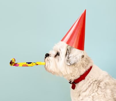 A dog wearing a party hat